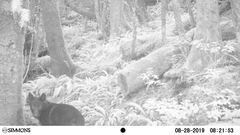 Canis lupus crassodon