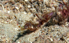 Halicampus macrorhynchus