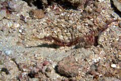 Halicampus macrorhynchus