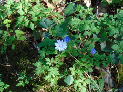 Anemonoides apennina