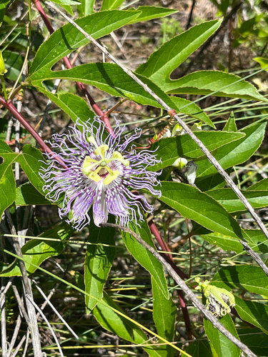 Passion Flower