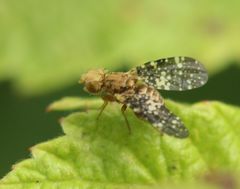 Oxyna flavipennis