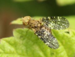 Oxyna flavipennis