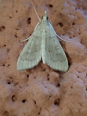 Mecyna asinalis