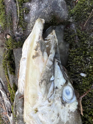 Esox lucius