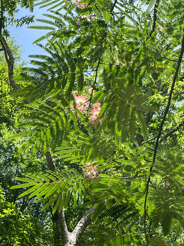 Silk Tree