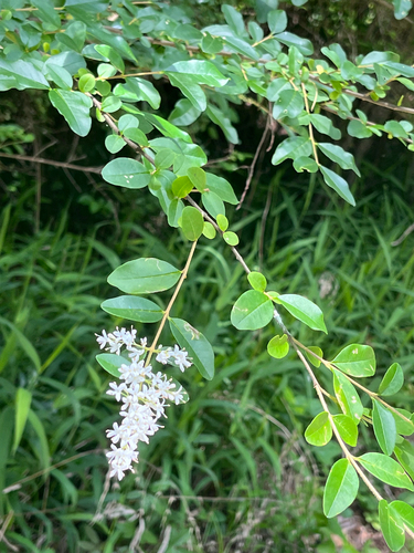 Chinese privet