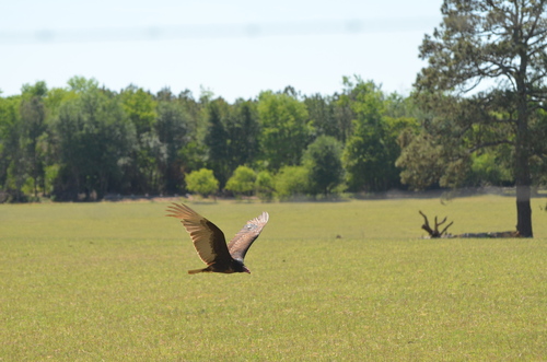 Turkey Vulture photographed in South Carolina