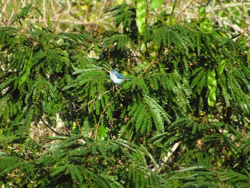 Chestnut-vented Conebill