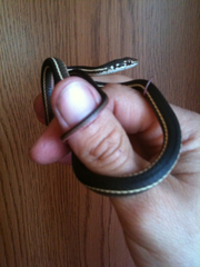 Masticophis lateralis lateralis