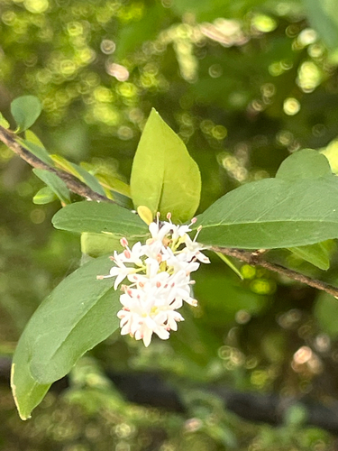 Chinese privet