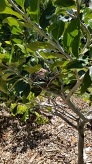 Drypetes diversifolia