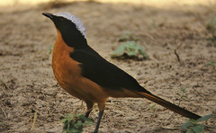 Cossypha albicapillus