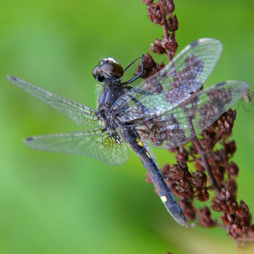 Dot-tailed Whiteface