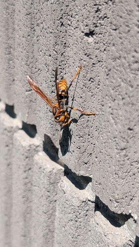 Dark-waisted Paper Wasp