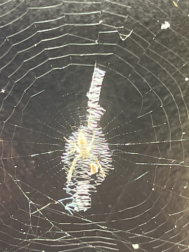 Yellow Garden Spider