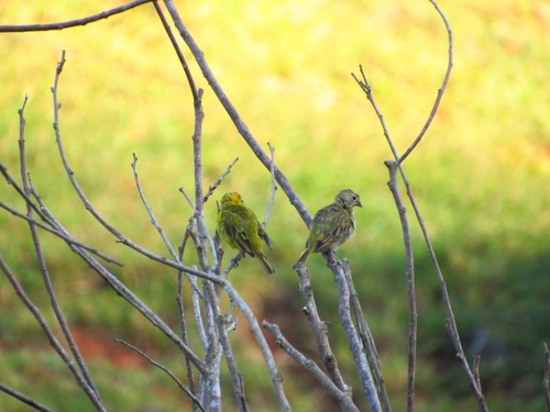 Saffron Finch