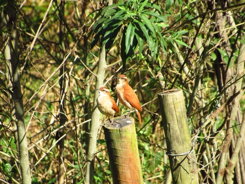Wing-banded Hornero