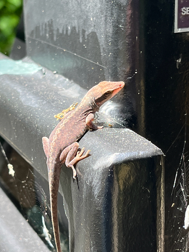 Anolis