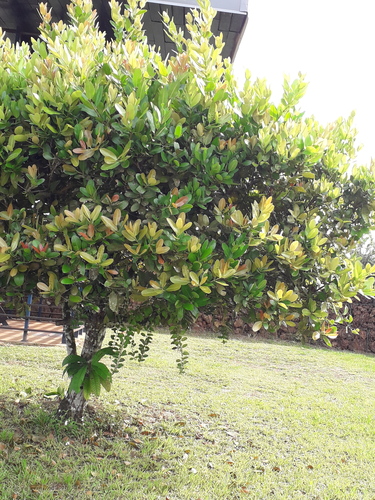 Calophyllum calaba observed 2026-04-25