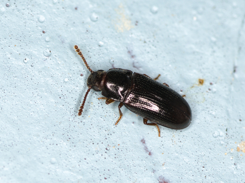 Pharaxonotha, 2026-04-27