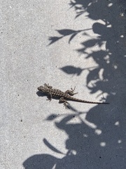 Sceloporus occidentalis