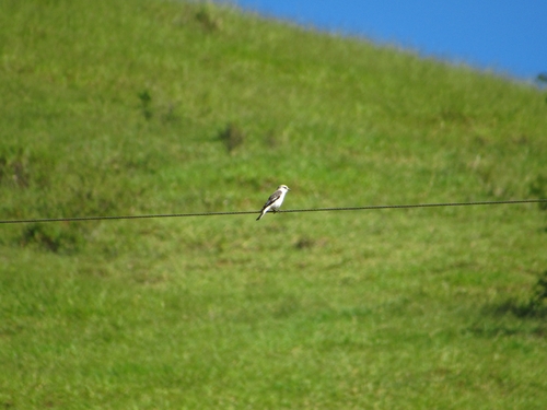 White-rumped Monjita