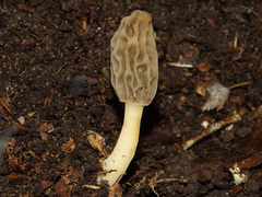 Morchella diminutiva