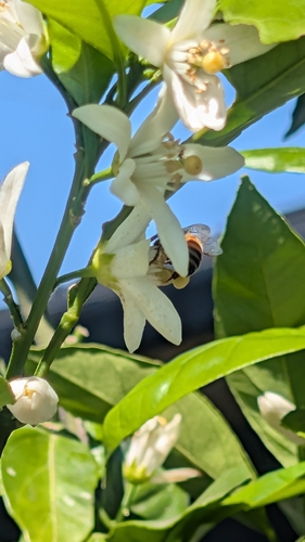 Western Honey Bee
