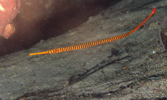 Dunckerocampus pessuliferus