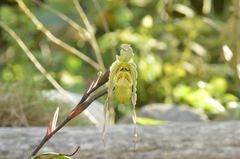 Phragmipedium pearcei
