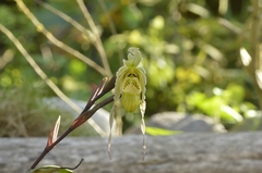 Phragmipedium pearcei