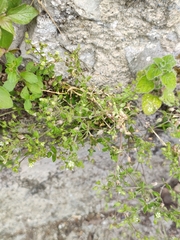 Arenaria leptoclados, photograph author not stated, no rights reserved