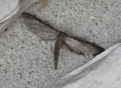 Protoproutia laredoata