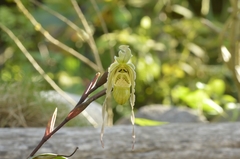 Phragmipedium pearcei