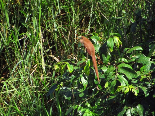 Common Squirrel-Cuckoo