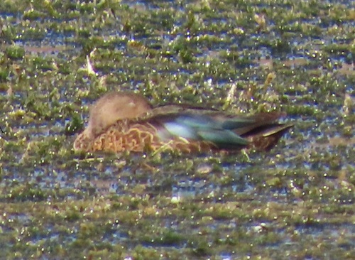 iNaturalist image