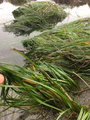 Zostera