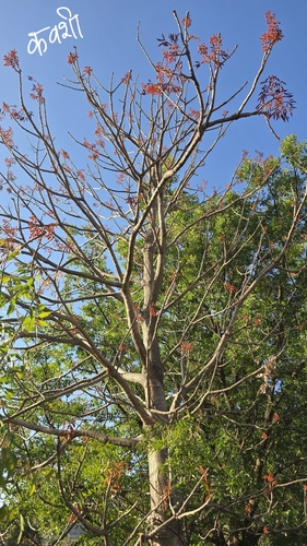 Firmiana colorata