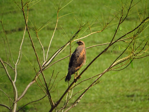 Savanna Hawk