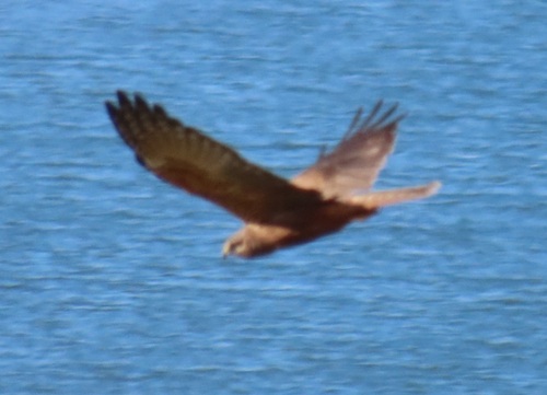 iNaturalist image