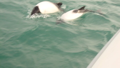 Cephalorhynchus commersonii