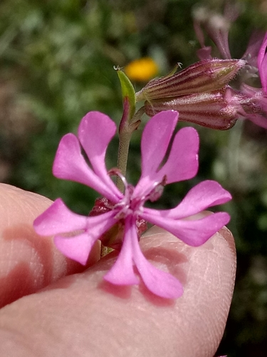 Silene colorata subsp. colorata image