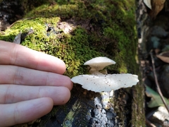Favolaschia pustulosa