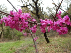 Cercis canadensis texensis