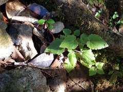 Lophospermum erubescens