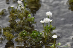 Shinnersia rivularis