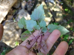 Lophospermum erubescens
