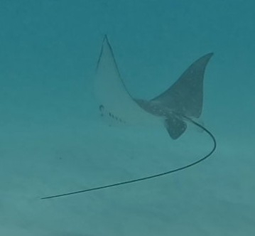 Aetobatus ocellatus