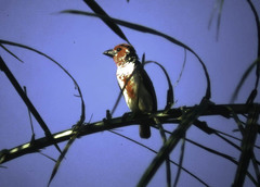 Lybius vieilloti